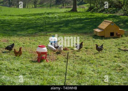 Chicken run in garden Banque D'Images