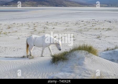 White Horse sur Luskentyre beach Banque D'Images