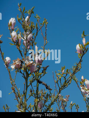 Magnolia avec ciel bleu en herbe Banque D'Images