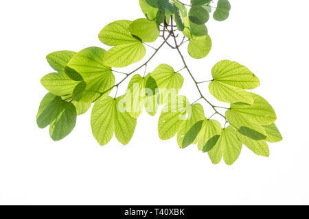 Les feuilles vertes de l'arbre orchidée pourpre Bauhinia sous la lumière du soleil, également connu sous le nom de Hong Kong ou Orchidée Papillon arbre, plante tropicale en Asie du sud-est, isolat Banque D'Images