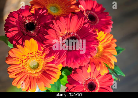 Beau rouge-rouge automne bouquet de gerberas sur l'arrière-plan d'un vieux mur en bois close-up. Couleurs Fiery du bouquet dans les rayons du ris Banque D'Images