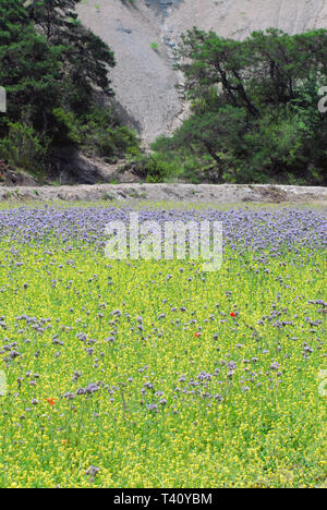 La belle campagne française avec des fleurs sauvages. Banque D'Images
