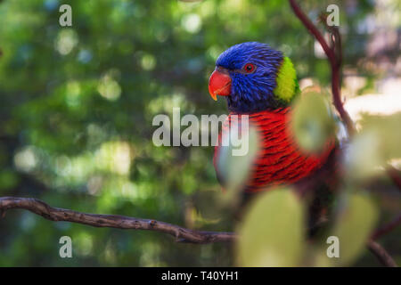 Libre d'un arc-en-ciel lorikeet avec un fond sombre. Banque D'Images