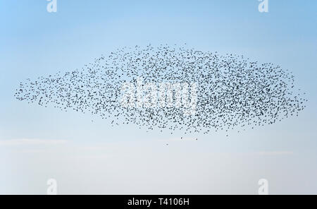 Murmuration d'étourneaux. Half Moon Bay, Lancashire, England, Heysham, Royaume-Uni, Europe. Banque D'Images