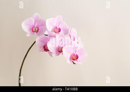 Belle orchidée Phalaenopsis fleurs, isolé sur fond beige. Banque D'Images