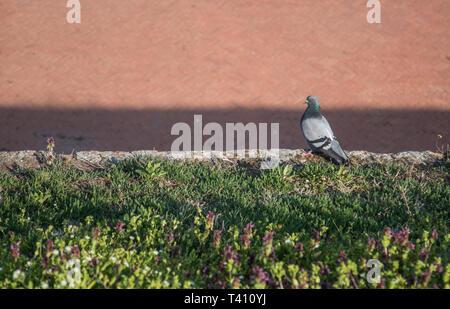 Pigeon dans mur, tourné à partir de ci-dessus. Banque D'Images