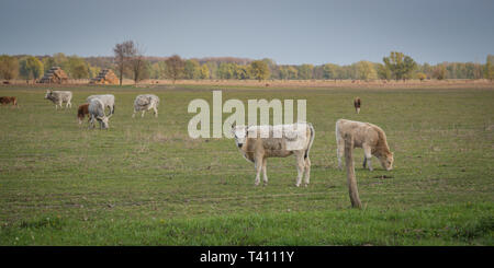Les vaches dans le champ, medow, petit groupe Banque D'Images