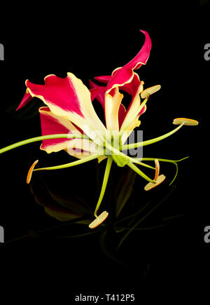 Un Gloriosa Lily Banque D'Images