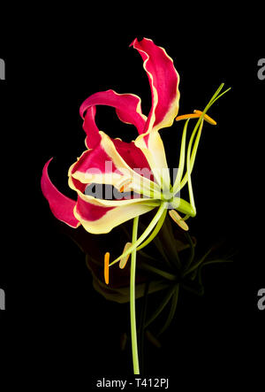 Un Gloriosa Lily Banque D'Images