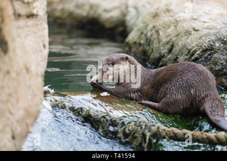 Loutre (Lutra lutra),lorsque la consommation de poisson Banque D'Images