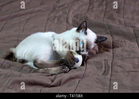 Chaton le poil court couleur seal point Banque D'Images