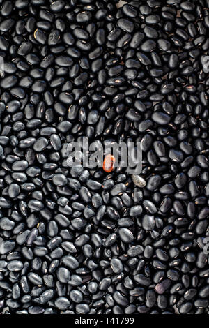 Un bean rouge parmi les haricots noirs Banque D'Images