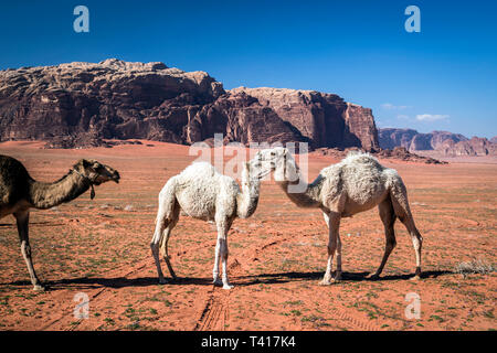 Trois chameaux dans le désert, Wadi Rum, Jordanie Banque D'Images