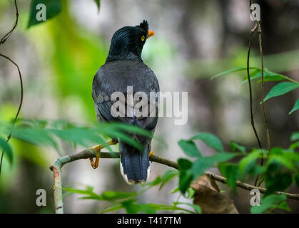 Myna jungle. d'oiseaux capturés dans la nature Acridotheres fuscus. L'observation des oiseaux Banque D'Images