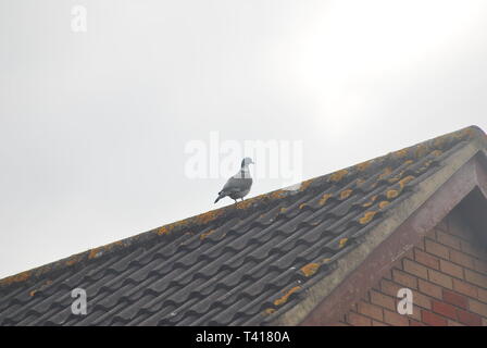 Pigeon perché sur un toit urbaines au printemps Banque D'Images