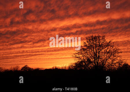 Maquereaux ciel au coucher du soleil ; les nuages ondulant aux couleurs vives en silhouette d'arbres Banque D'Images
