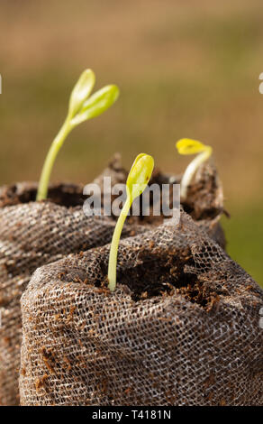 Les plants d'asclépiade est lancé dans moss pellets pour cultiver de la nourriture pour les chenilles de papillon monarque Banque D'Images
