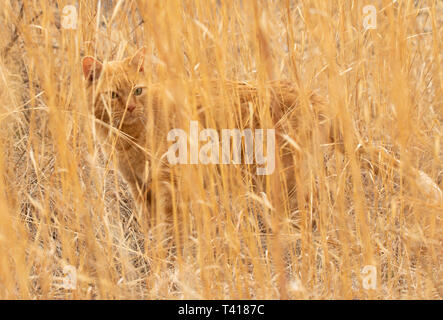 Ginger tabby cat parfaitement camouflé dans un champ de hautes herbes des prairies sèches au tout début du printemps Banque D'Images