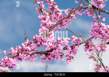 Eastern Redbud tree branches couvertes de fleurs au printemps, contre le ciel bleu Banque D'Images