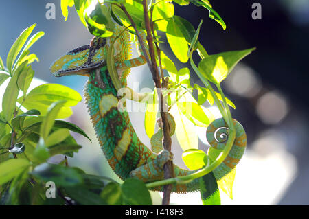 Portrait d'un caméléon, Indonésie Banque D'Images