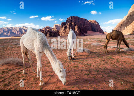 Trois chameaux paissant dans le désert, Wadi Rum, Jordanie Banque D'Images