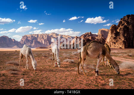 Quatre chameaux paissant dans le désert, Wadi Rum, Jordanie Banque D'Images