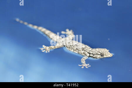 Gecko mauresque (Tarentola mauritanica) flottant sur l'eau dans le lac, Espagne Banque D'Images
