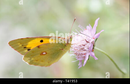 Close-up of a obscurci papillon jaune (Colias crocea) sur une fleur, Majorque, Espagne Banque D'Images