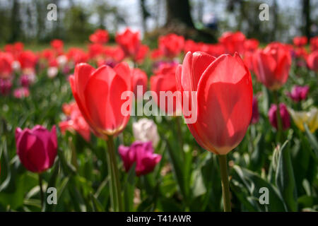 Belle rose, violet et blanc tulipes avec des feuilles vertes, arrière-plan flou dans champ de tulipes dans le jardin ou sur le ressort Banque D'Images