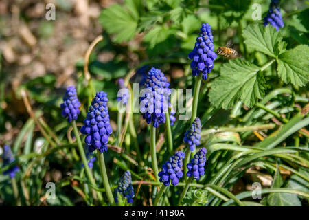 Muscari botryoides communément connu sous le nom de muscaris, fleur pourpre et vert herbe Banque D'Images