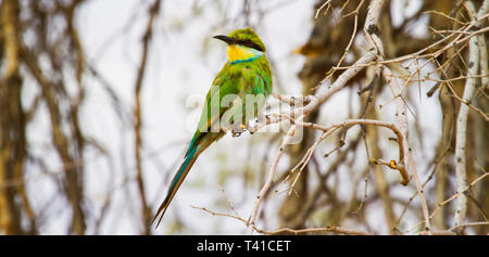 Bee-Eater vert à l'affût Banque D'Images