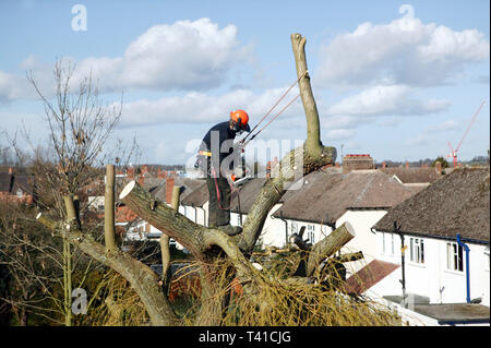 Un travailleur autonome tree surgeon couper un grand arbre de saule dans un quartier résidentiel jardin arrière. Stratford Upon Avon. 09/03/2007 Banque D'Images