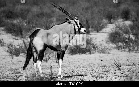 Homme seul Oryx en noir et blanc Banque D'Images