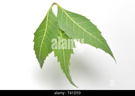 Le neem médicinal (Azadirachta indicia) laisse sur fond blanc isolé Banque D'Images