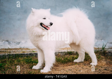 Bjelkier Samoyède blanc Chien Outdoor le vieux mur de pierre. Le Samoyède est une race de chien qui tient son nom du peuple Samoyedic Banque D'Images