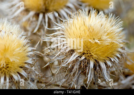 Carline carlina vulgaris (chardon), close up de la fleur dans les semences. Banque D'Images