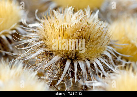 Carline carlina vulgaris (chardon), close up de la fleur dans les semences. Banque D'Images