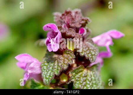 Deadnettle lamium purpureum (rouge), gros plan d'une fleur solitaire. Banque D'Images