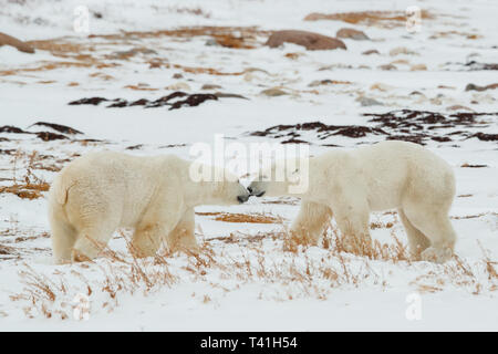 2 Gros Ours polaires (Ursus maritimus) jouer les combats dans la neige Banque D'Images