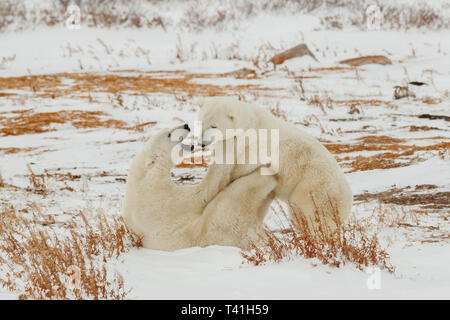 2 Gros Ours polaires (Ursus maritimus) jouer les combats dans la neige Banque D'Images