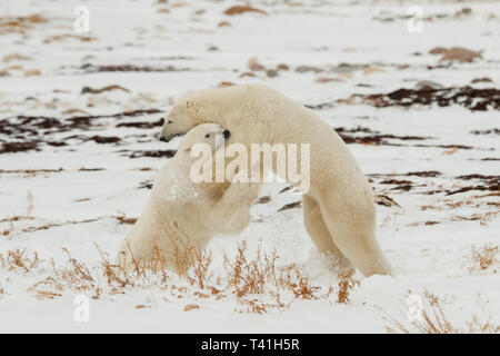 2 Gros Ours polaires (Ursus maritimus) jouer les combats dans la neige Banque D'Images