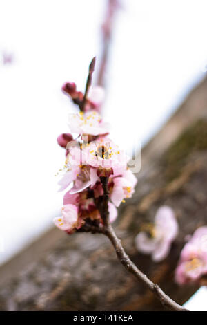 Fruit de la pêche et d'abeille sur la fleur Banque D'Images