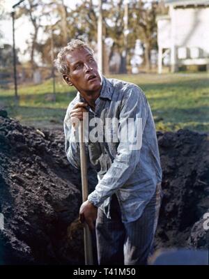 Paul Newman comme Cool Hand Luke 1967 réalisateur Stuart Rosenberg Jalem Productions / Warner Brothers - Seven Arts Banque D'Images