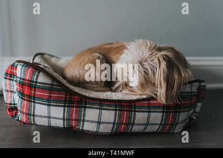 Petit chien dormant dans un lit de noël Banque D'Images