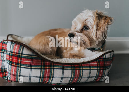 Chien terrier dans un lit Banque D'Images