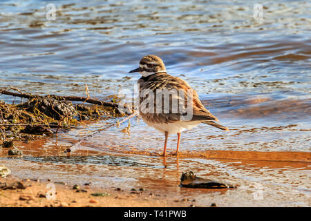 Le Pluvier kildir (Charadrius vociferus) sur la rive du lac Hefner à Oklahoma City Banque D'Images