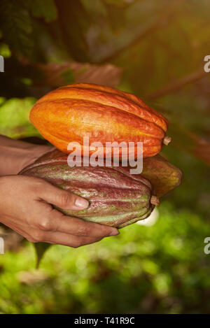 Hands holding groupe des cabosses de cacao close-up view Banque D'Images