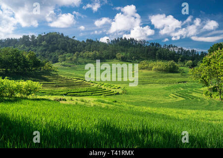 L'un des plus magnifique paysage de champs de riz paddy à Java Banque D'Images