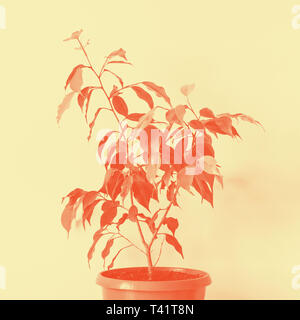 Ficus en pot benjamin houseplant. Toning duotone pastel dans des tons chauds. Banque D'Images