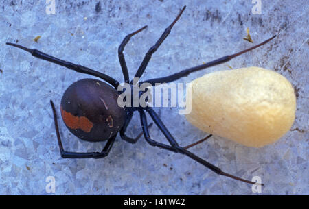 GROS PLAN D'UNE ARAIGNÉE À DOS ROUGE (LATRODECTUS HASSELTII) AVEC SON SAC D'ŒUFS. ÉGALEMENT CONNUE COMME VEVEVE NOIRE AUSTRALIENNE. Banque D'Images
